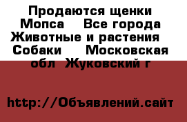 Продаются щенки Мопса. - Все города Животные и растения » Собаки   . Московская обл.,Жуковский г.